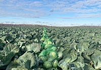 В Тюменской области урожай собрали с 99,5% сельхозплощадей
