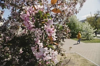 Яблони в цвету: топ-5 мест в Тюмени для весенней фотосессии