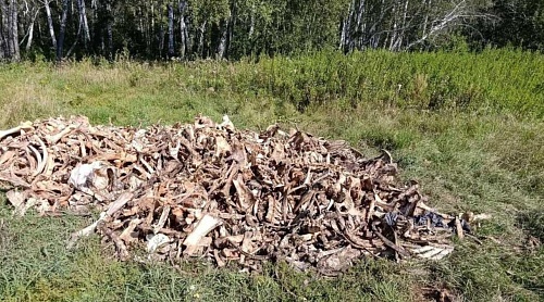 В соседнем регионе обнаружены три крупные свалки костей