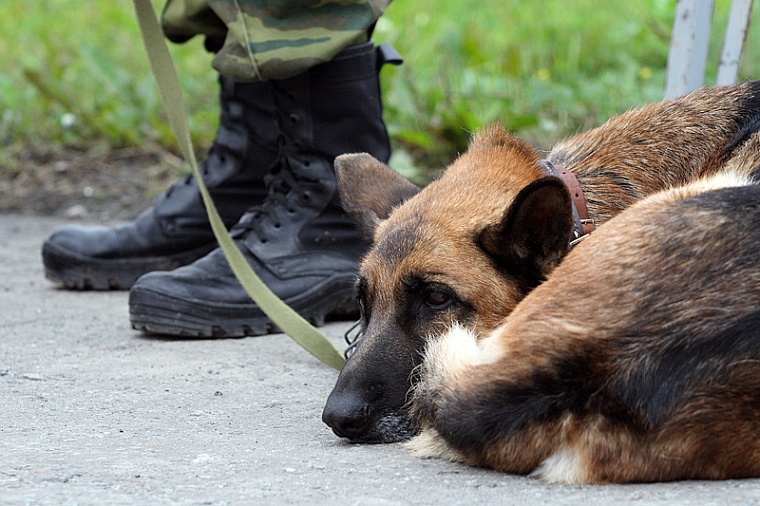 Тюменские специалисты-кинологи разводят собак с определенным набором деловых качеств