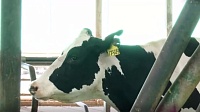В Тюменской области корова за сутки дала рекордные 80 литров молока