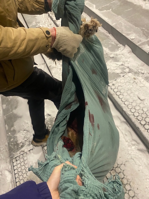 Дворовую собаку с ММС в Тюмени расстреляли дважды