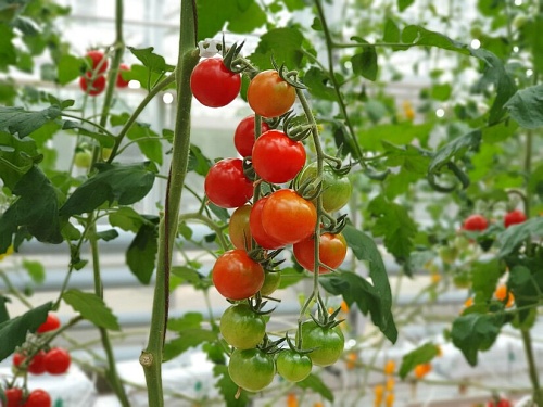 Причины "жирования" томатов и как с этим бороться: советы агронома
