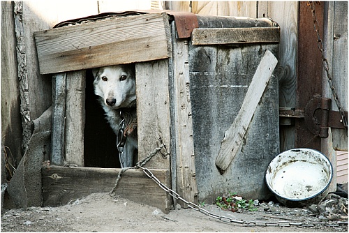 В Заводоуковске семьи смастерят будки для бездомных собак
