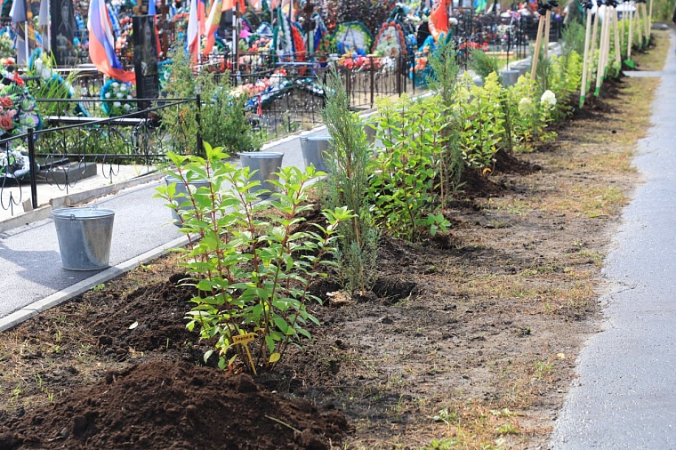 На Аллее славы Червишевского кладбища высадили 65 саженцев в годовщину смерти командира СВО