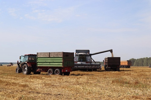 "Невиданные цифры для нашего климата": в Заводоуковском округе собрали рекордный урожай пшеницы