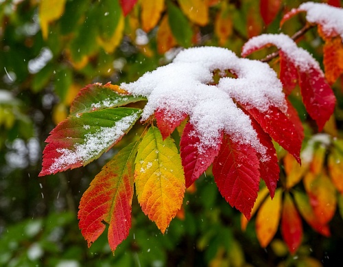 В Тюменской области объявлено штормовое предупреждение: ожидаются заморозки