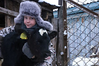 14-летний тюменский предприниматель держит бычка и купил себе "Москвич"
