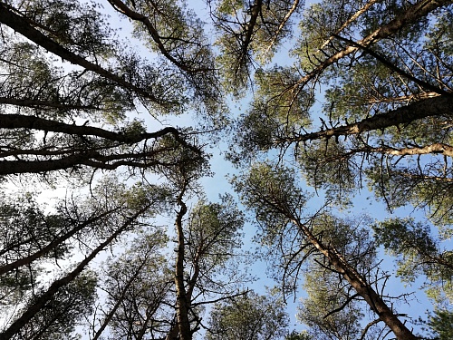 «ЛизаАлерт» проведет для тюменцев открытое полевое обучение