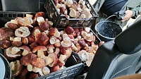 В Югре этим летом собирают небывалые урожаи белых грибов