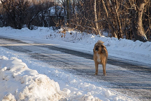 Администрация Ялуторовска заплатит инвалиду за нападение собак