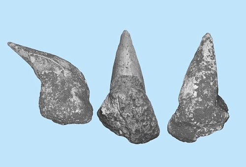 Под Тюменью палеонтологи нашли зубы редкой древней акулы