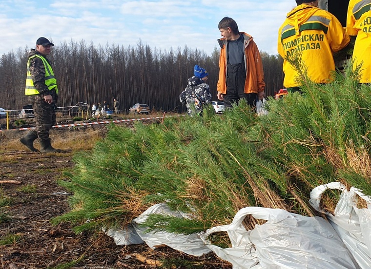 В Тюменской области восстановят лес на восьми тысячах гектаров