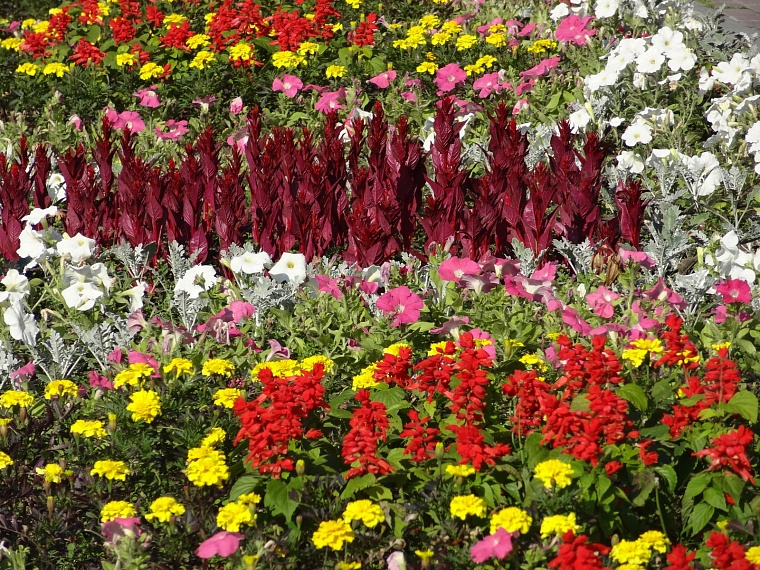 Более полумиллиона цветов украсят Тюмень летом