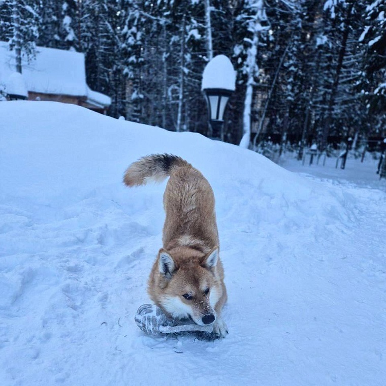 Глава Тобольска Петр Вагин опубликовал фото своего пса Сэма