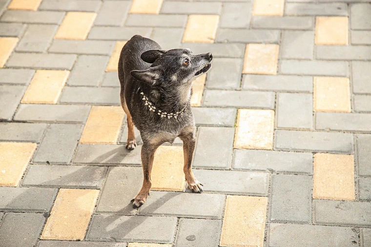 Тюменский грумер рассказала, как ведут себя разные собаки на процедурах красоты