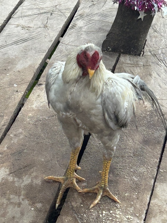 Тропики по цене Сочи: как отдохнуть на Пхукете и не пожалеть об этом