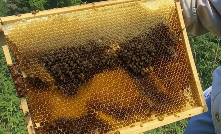 Как отличить натуральный мед от поддельного: советы пчеловода