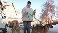Тюменские волонтеры спасли из Улан-Удэ двух собак