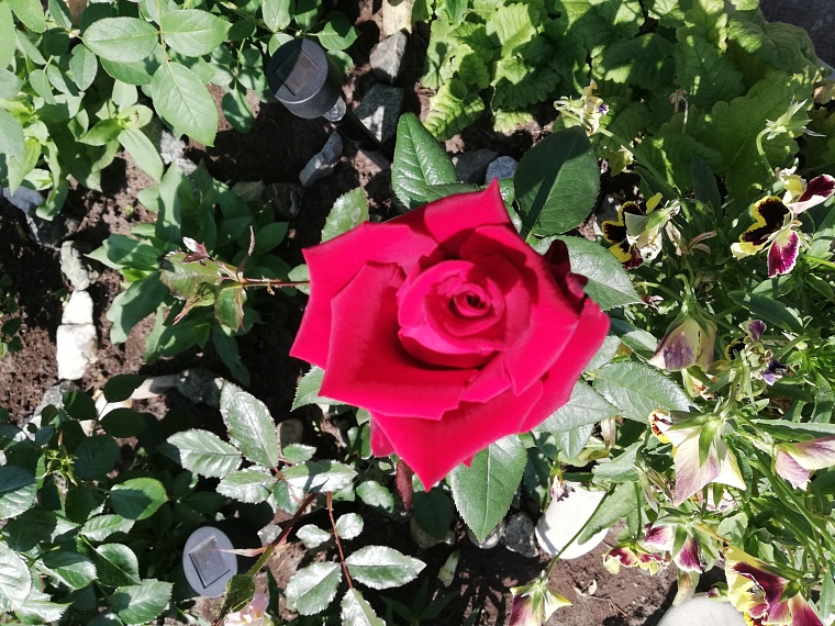 Агрономы тюменского «Россельхозцентра» рассказали об уходе за розами весной