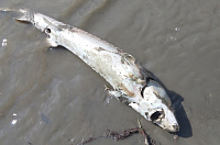 Тоболяки обнаружили на берегу Иртыша мертвого осетра