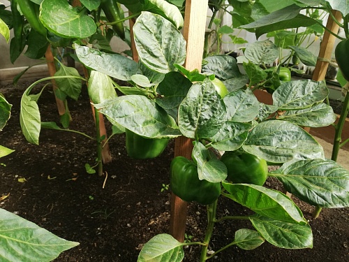 «Китайский холодоустойчивый» и «Жаркие угли»: Тюменский Россельхознадзор выявил запрещенные семена