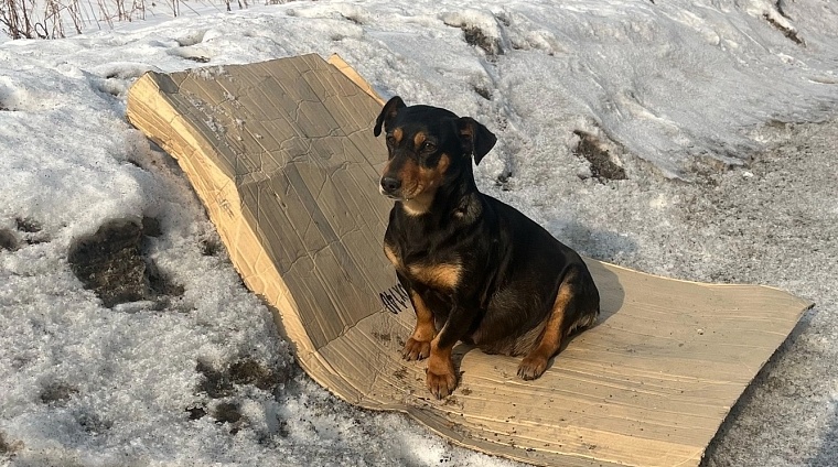 Тюменский проект «Плюша, домой!» дарит животным второй шанс обрести дом