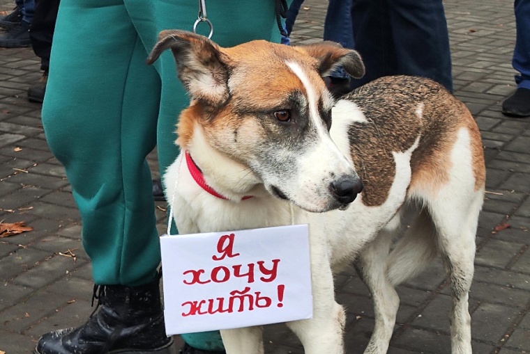 Пес Бонус, которого считали агрессивным