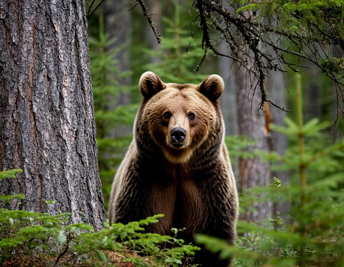 Бурых медведей на Ямале подсчитали и отметили на карте