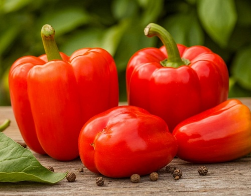 Сажаем сладкий перец правильно: тюменский агроном рассказала, когда и как сеять рассаду