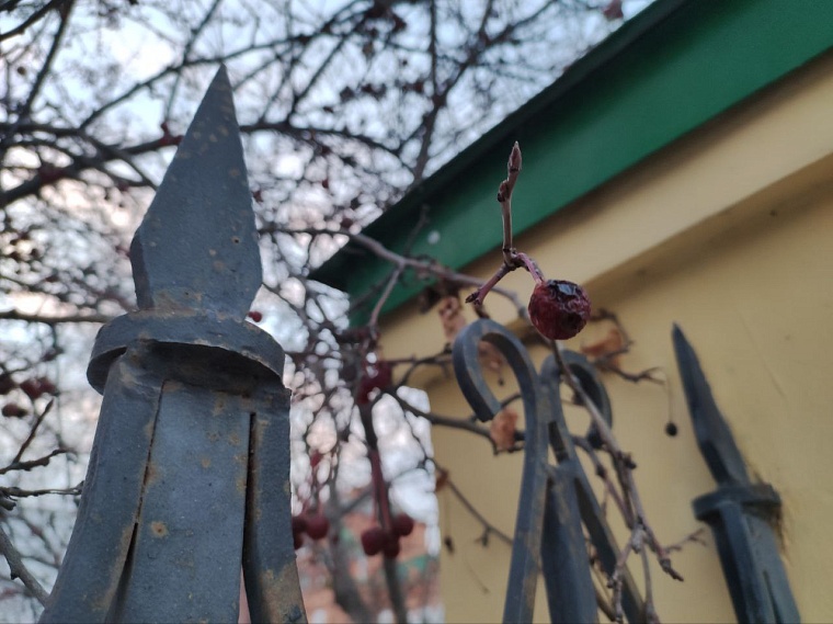 Фабрика света, крепкие браки и яблоневые корни памяти: что еще найдется на ул. Кирова в Тюмени