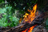 Пожары в Тюменской области снижают количество клещей