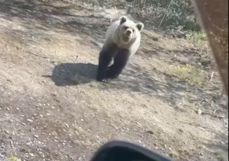 В Надымском районе медведь вышел навстречу людям