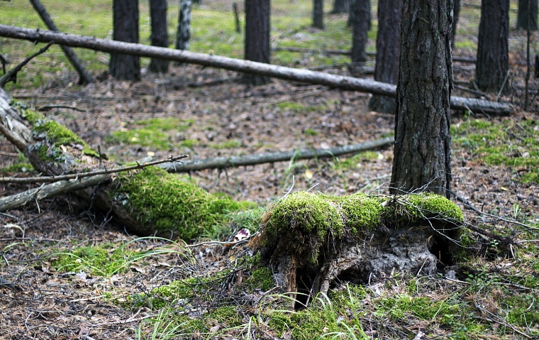 В Тюменской области началось ежедневное патрулирование лесов