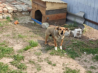 В Тюменской области владелица собаки заплатит пострадавшему ребенку 10 тысяч рублей