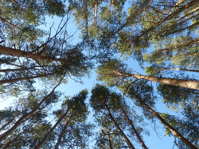 Тюменцы смогут принять участие в акции "Сохраним лес"