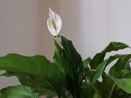 Цветок спатифиллум: тюменские агрономы рассказали об особенностях ухода за ним