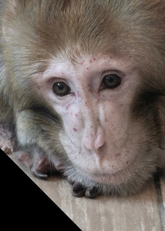 В Тюмени умер артист цирка, обезьяна долгожитель Бабасик