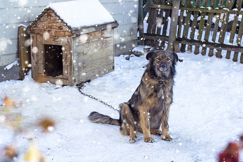 Как правильно кормить уличную собаку зимой?