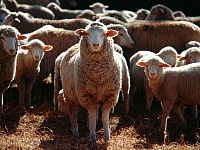 В Ишиме стригалям овец готовы платить по 80 тысяч в месяц
