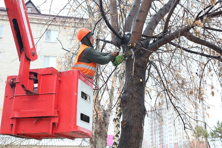В Тюмени проводят омолаживающую обрезку деревьев