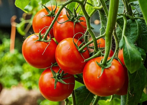 Эксперт тюменского «Россельхозцентра» дала советы по посадке томатов в теплице