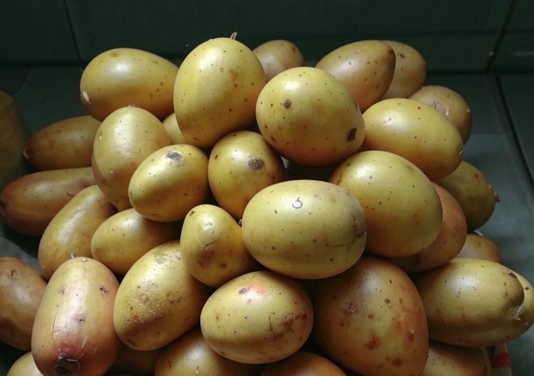 Как увеличить урожай картофеля