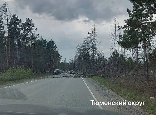 В муниципалитетах Тюменской области сильный ветер повалил деревья и оборвал провода