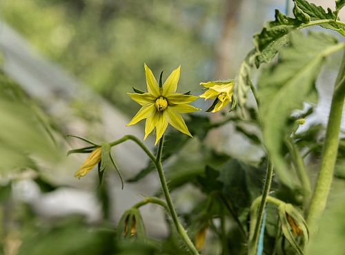 Готовим теплицу к сезону: агрономы Россельхозцентра рассказали о весенней дезинфекции