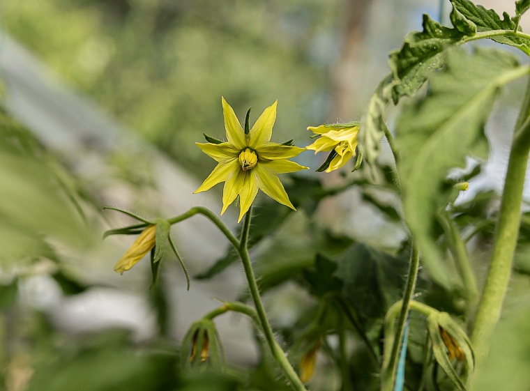 Готовим теплицу к сезону: агрономы Россельхозцентра рассказали о весенней дезинфекции