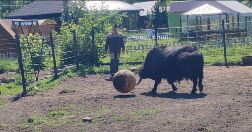 Омский як Гром играет в футбол