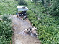 На Тюменском молочном предприятии трупы коров лежат прямо на ферме