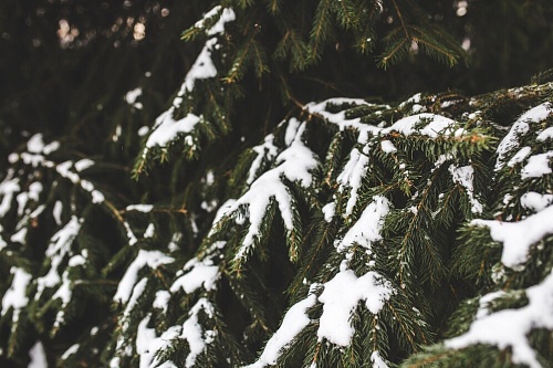 Тюменский дачник рассказал, для чего нужно стряхивать снег с деревьев