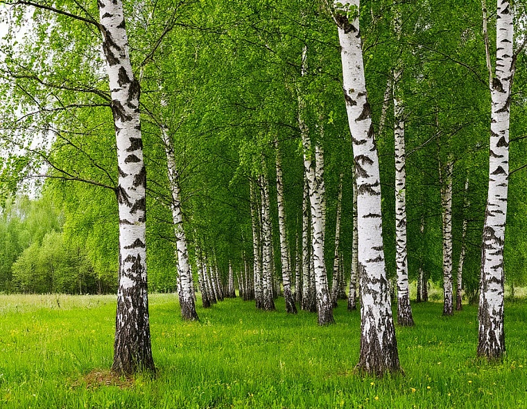 Народные приметы на 15 июля: на деревьях много желтых листьев - к ранней осени